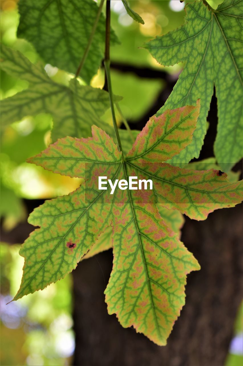 Close-up of maple leaves on plant