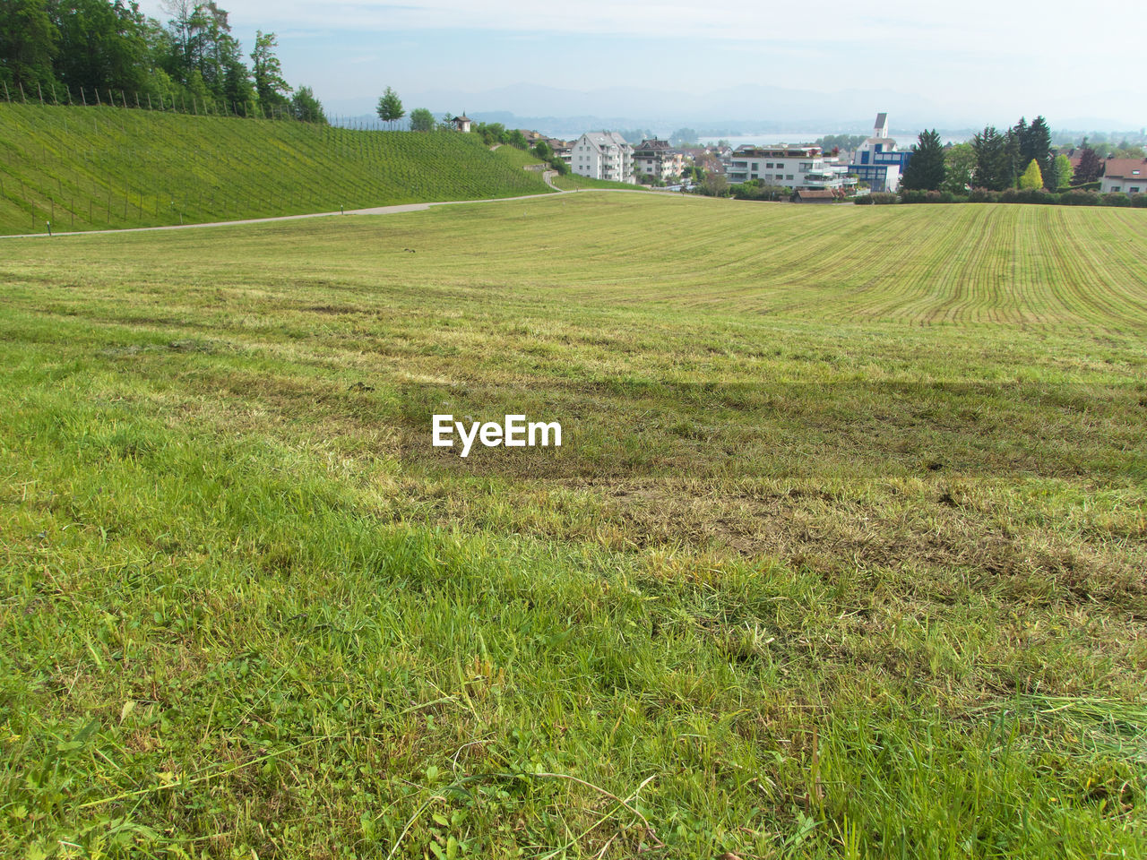 SCENIC VIEW OF GRASSY FIELD