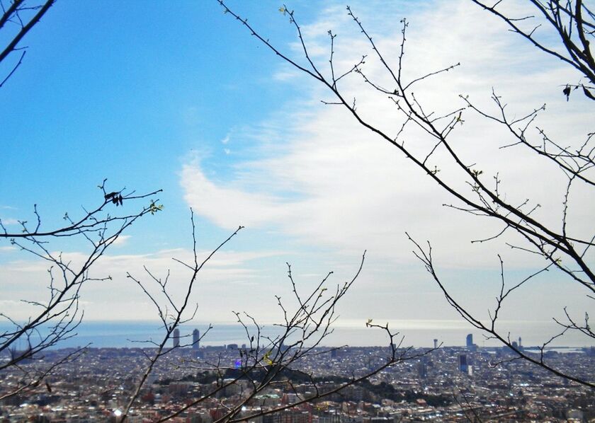 BARE TREES AGAINST CLEAR SKY