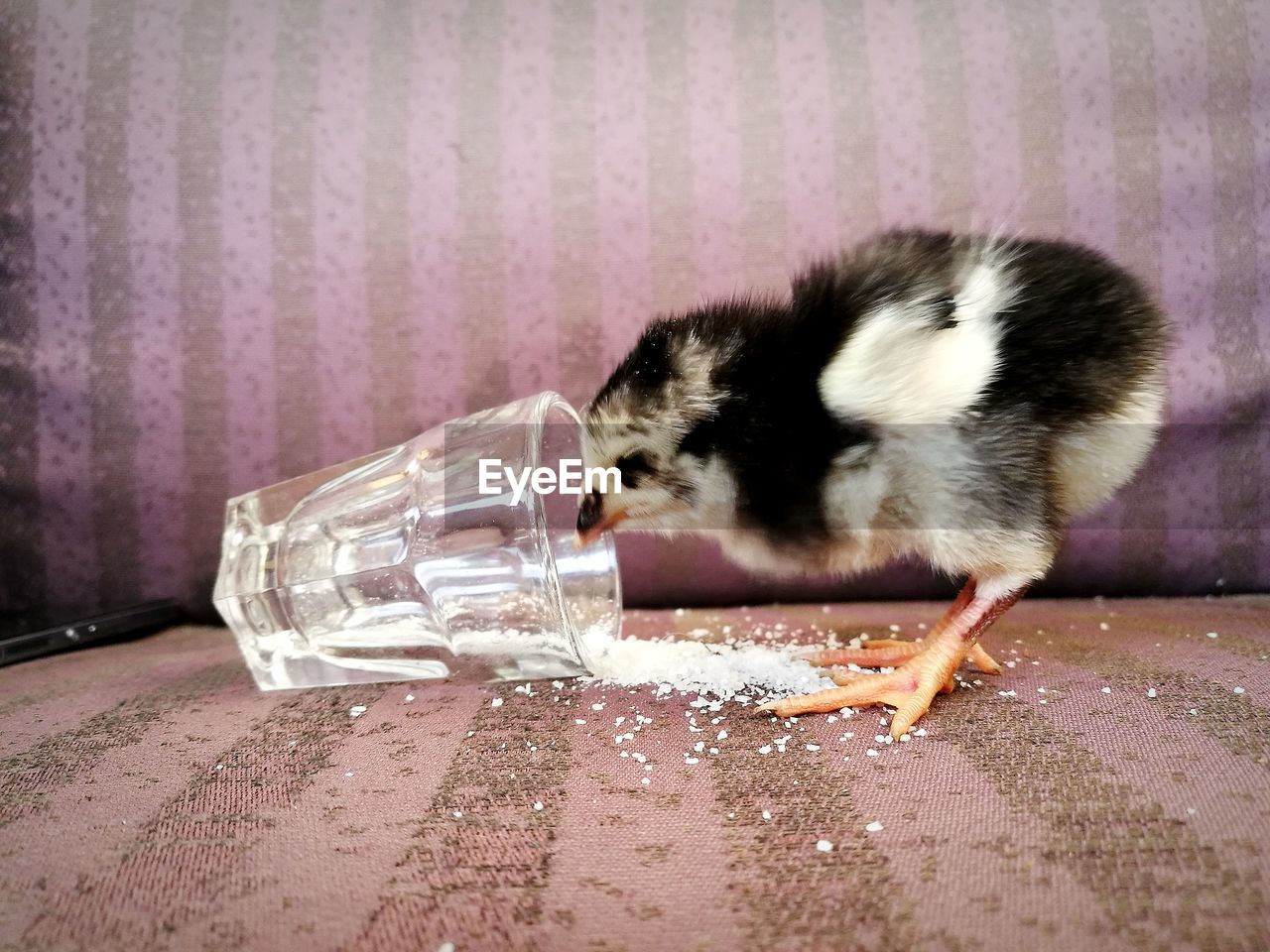 Close-up of baby chicken drinking water on table