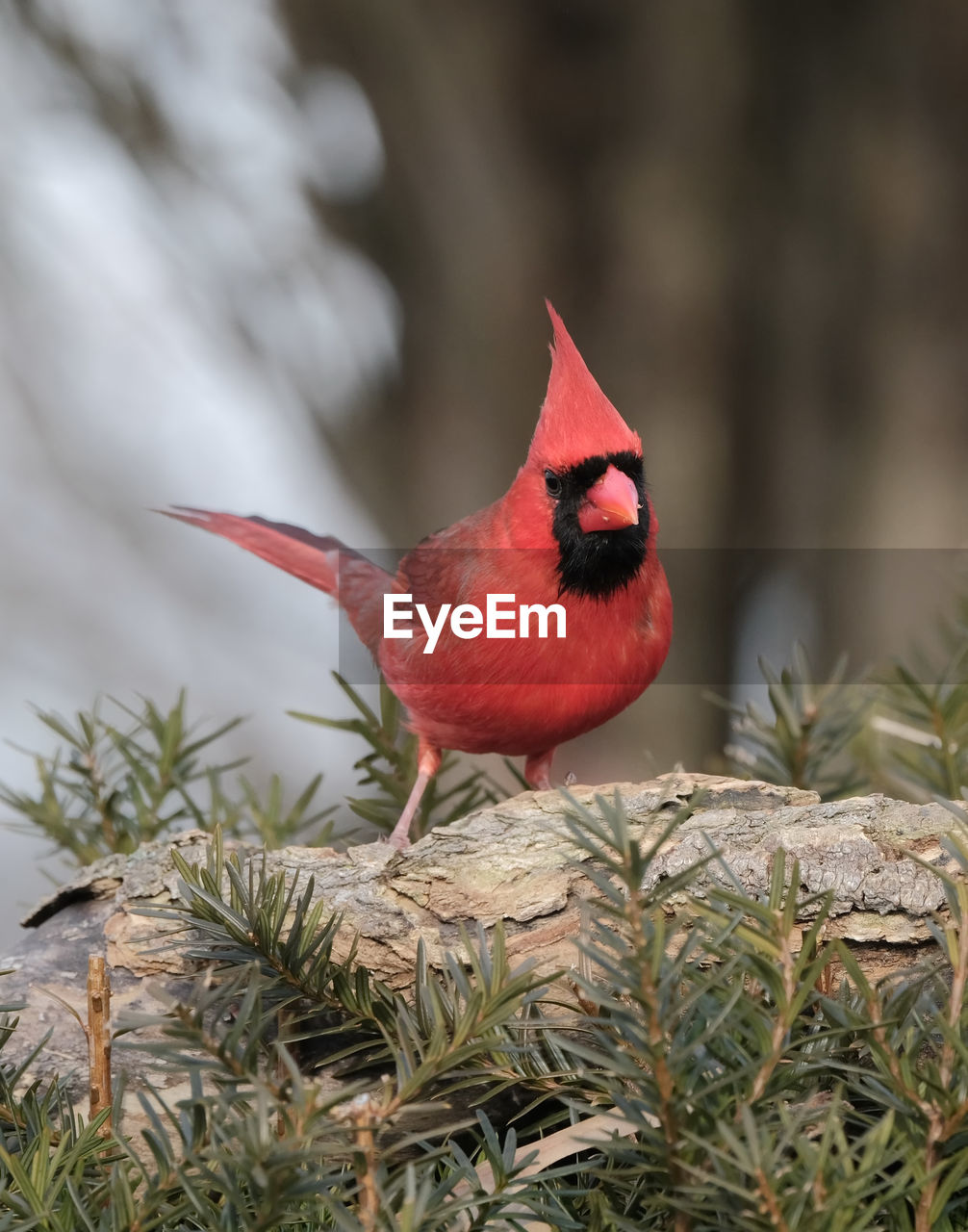 Northern cardinal