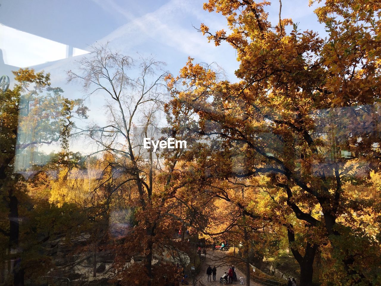 Trees on field seen through window during autumn