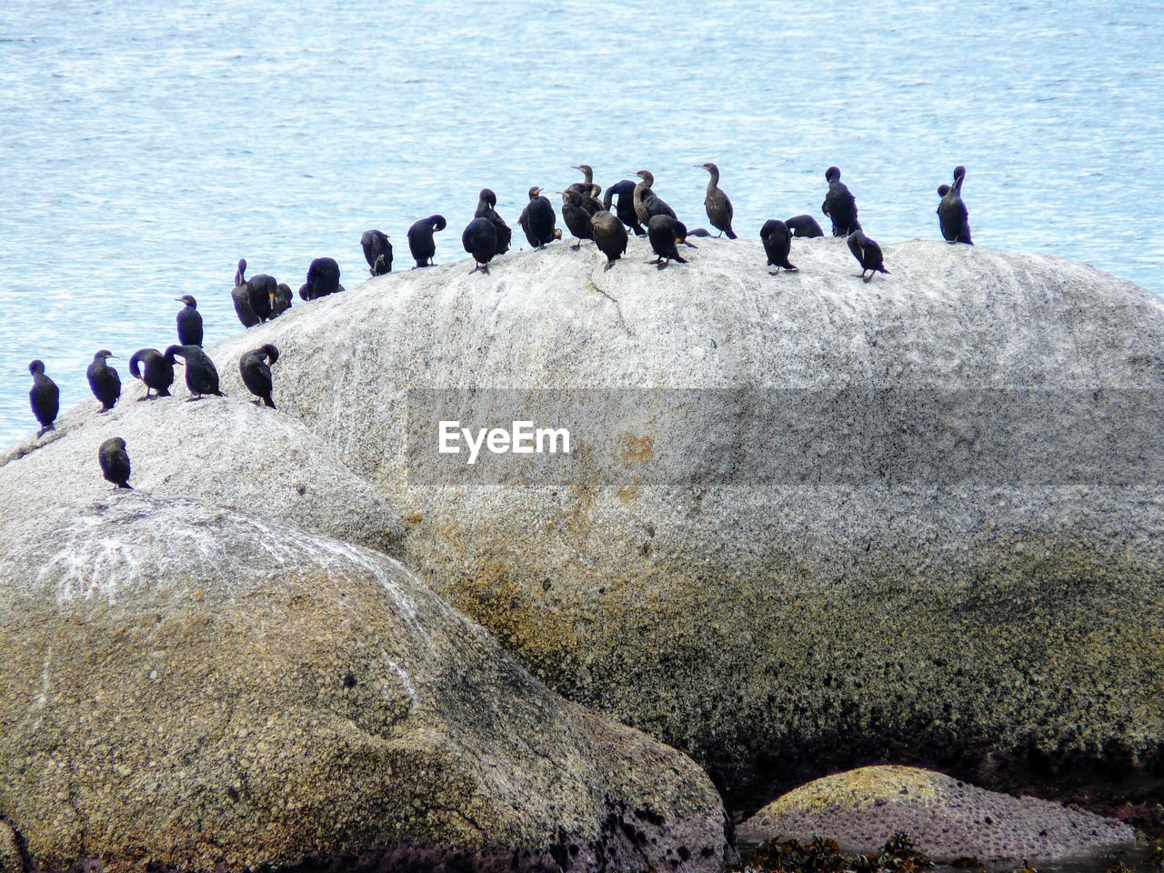 Flock of birds perching on rock