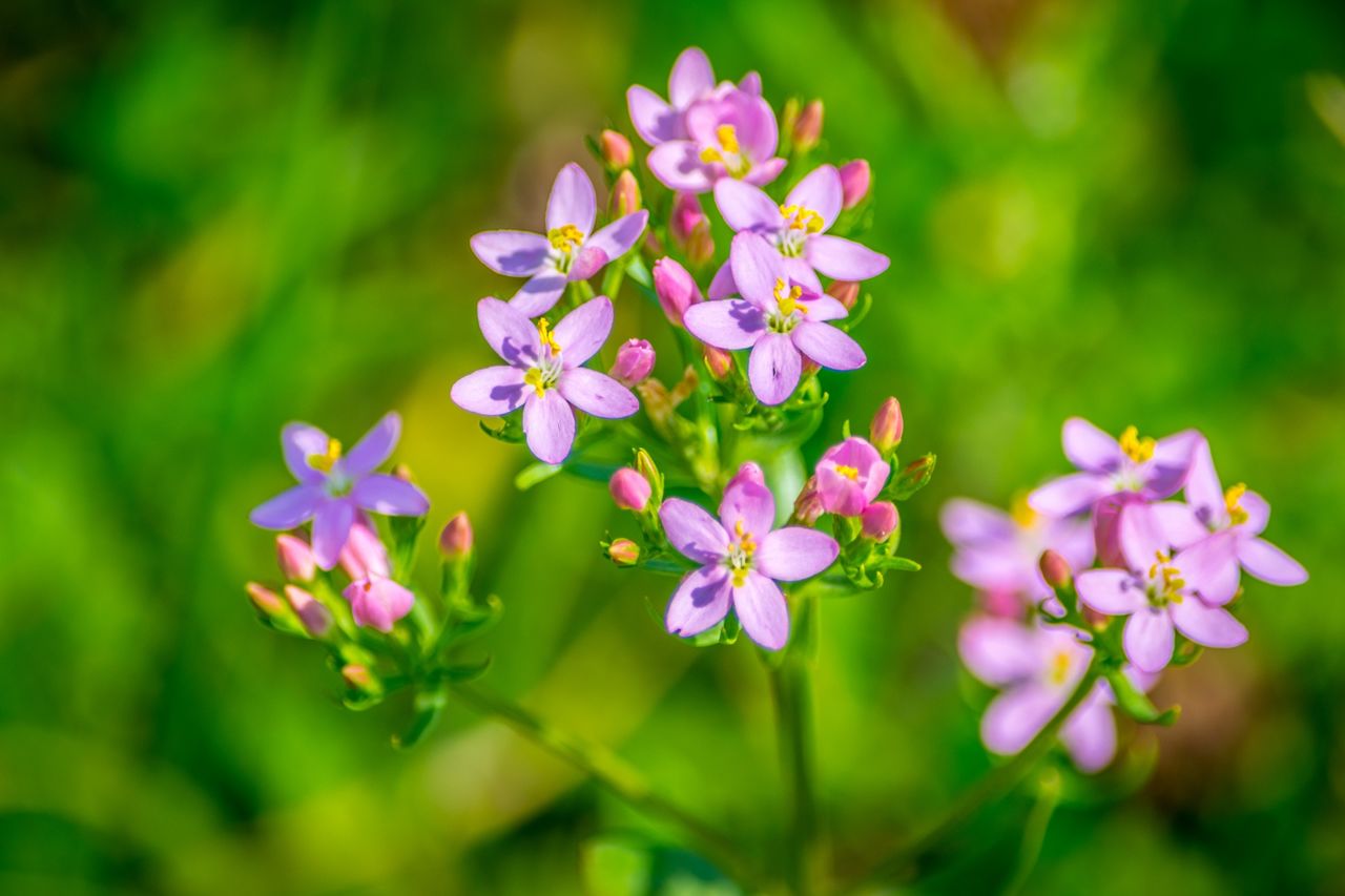 Close-up of pink flowers blooming outdoors