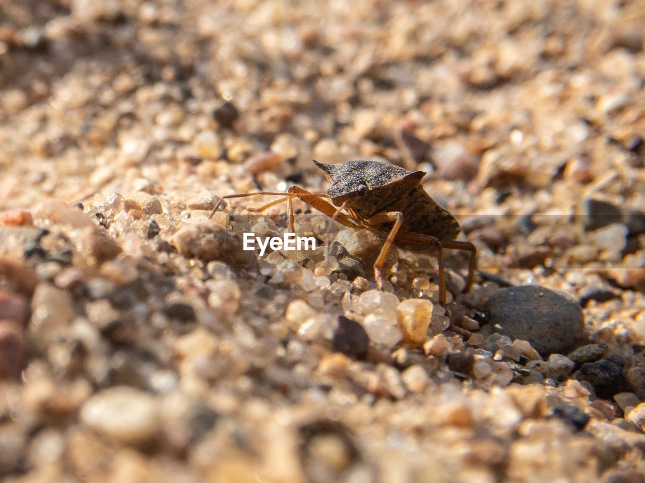 Close-up of bedbug on land. macro photo
