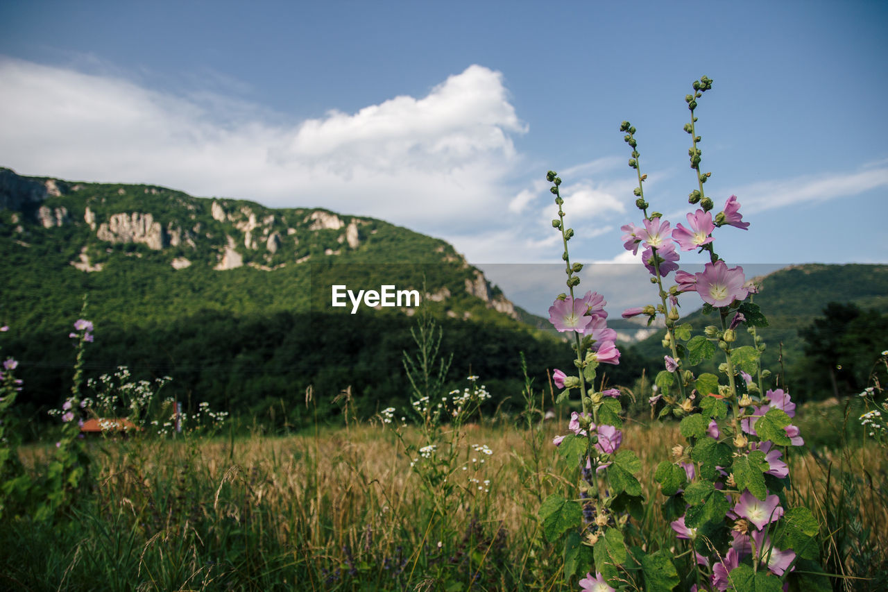 Pink flowering plants on field against sky