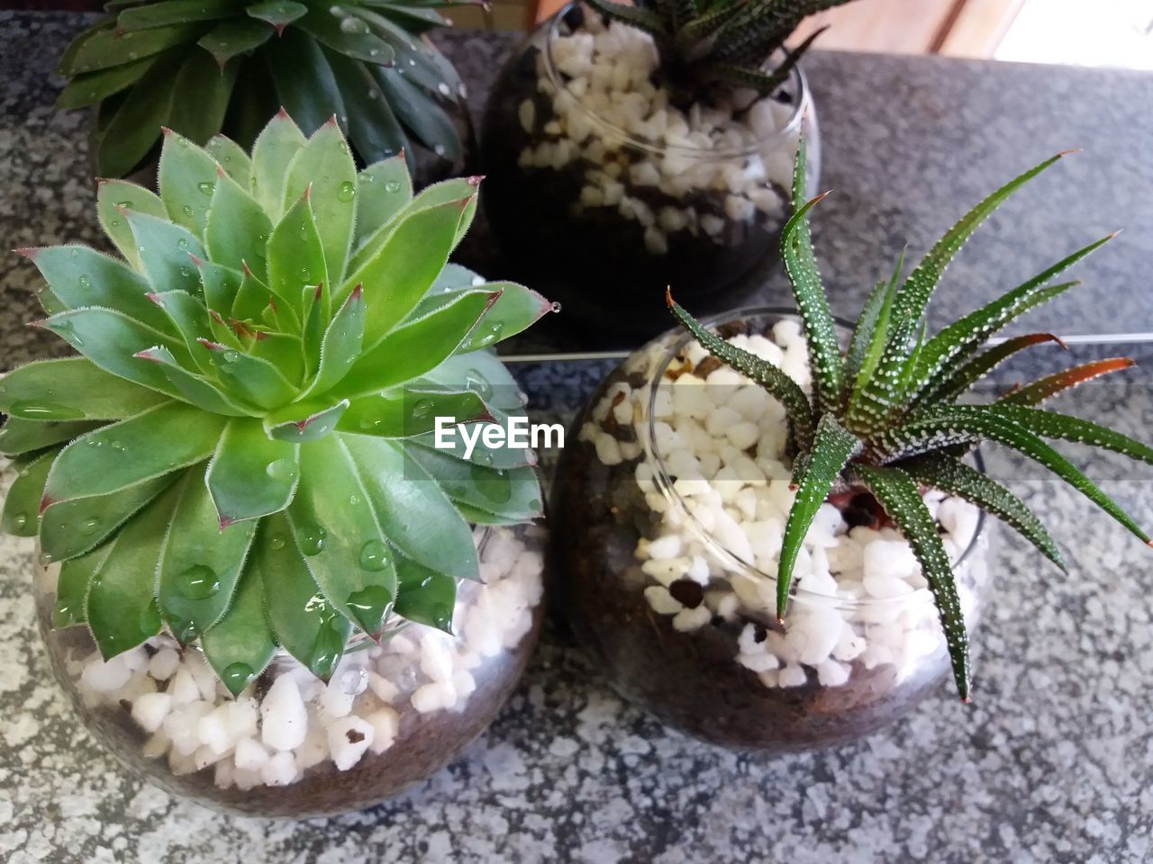 HIGH ANGLE VIEW OF POTTED CACTUS PLANTS