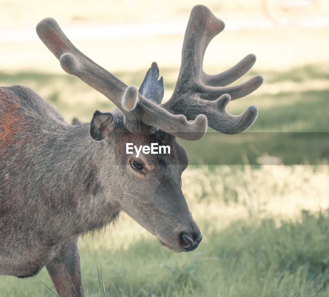 Close-up of deer on field