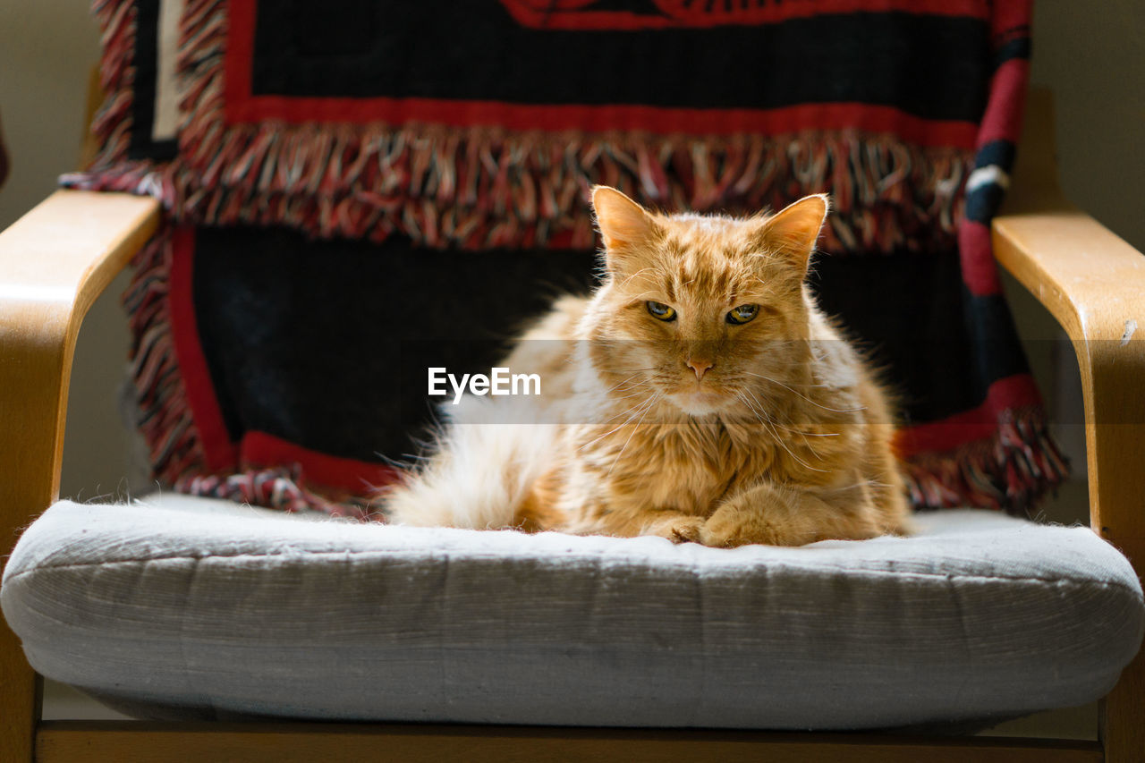 CLOSE-UP PORTRAIT OF CAT SITTING ON COUCH