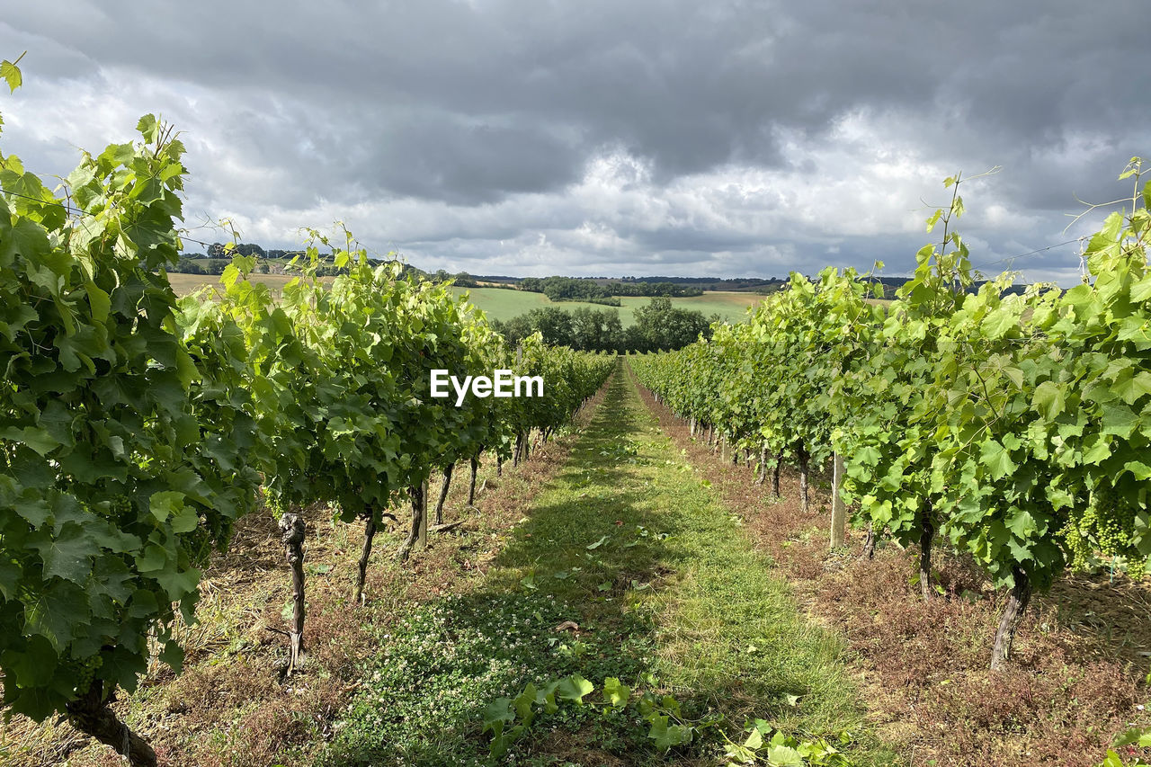 VIEW OF VINEYARD AGAINST SKY