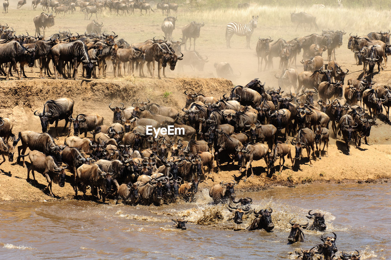 High angle view of wildebeests in river