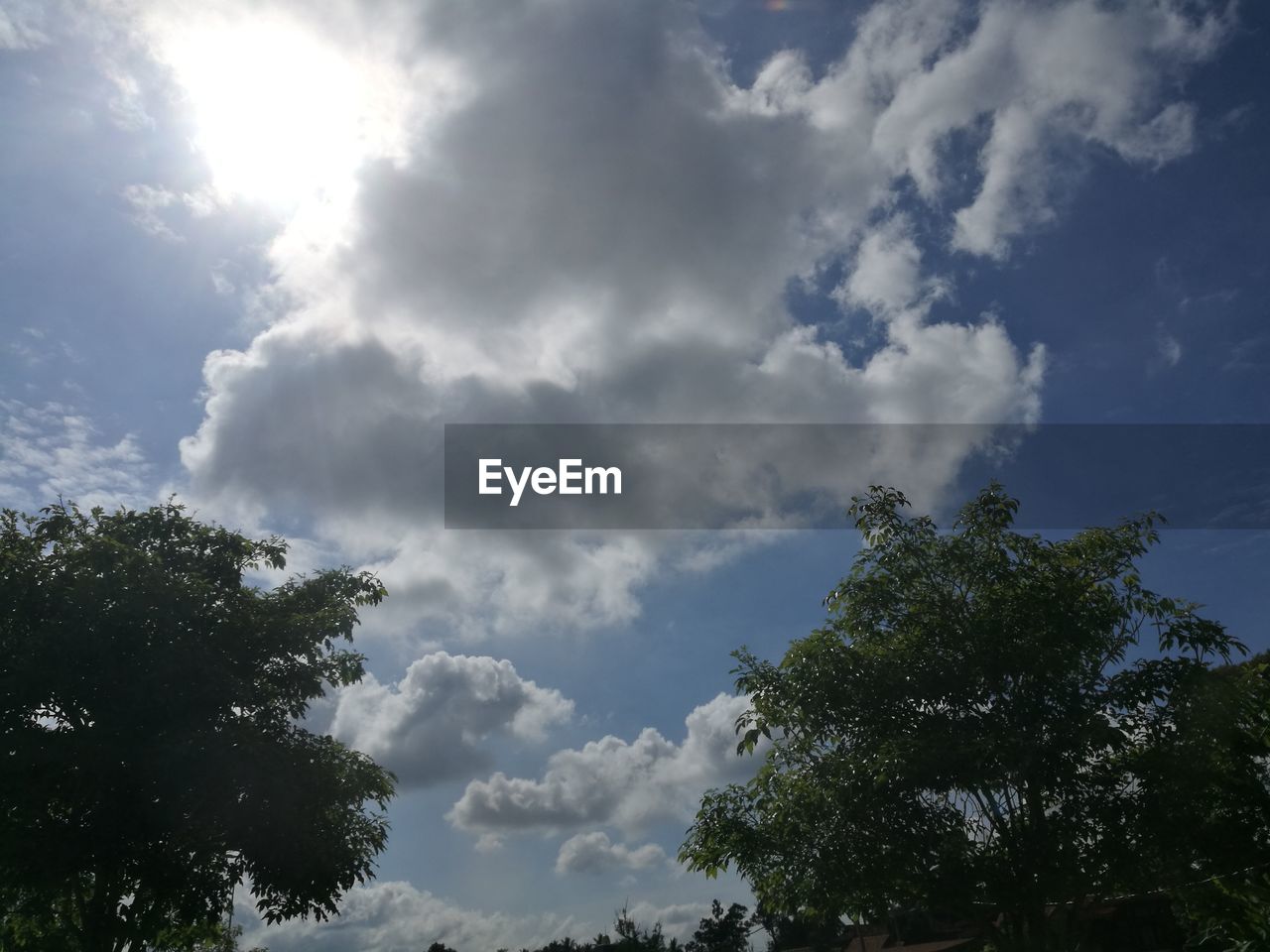 LOW ANGLE VIEW OF TREES AGAINST CLOUDY SKY