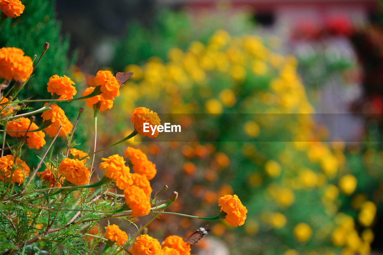 Beautiful marigold flowers in the garden