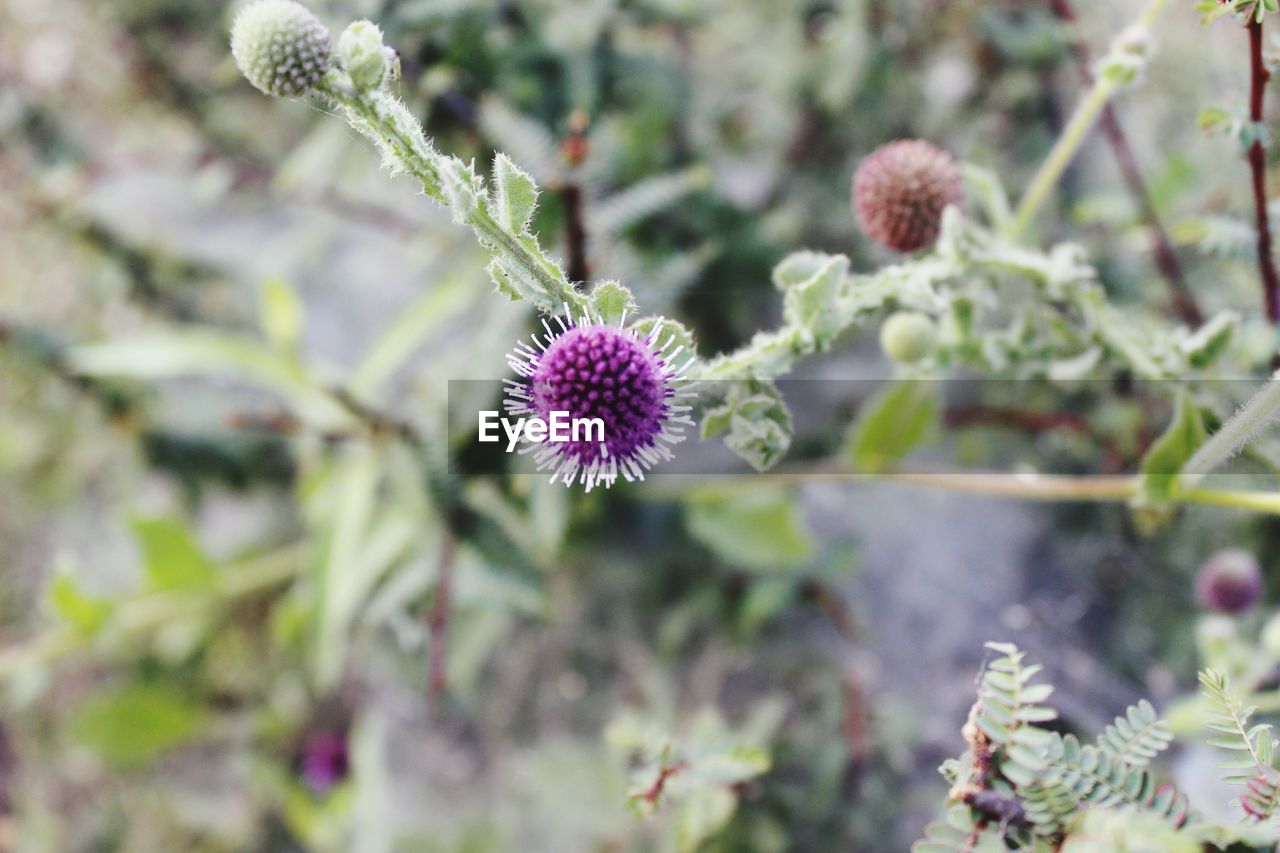 CLOSE-UP OF THISTLE FLOWER