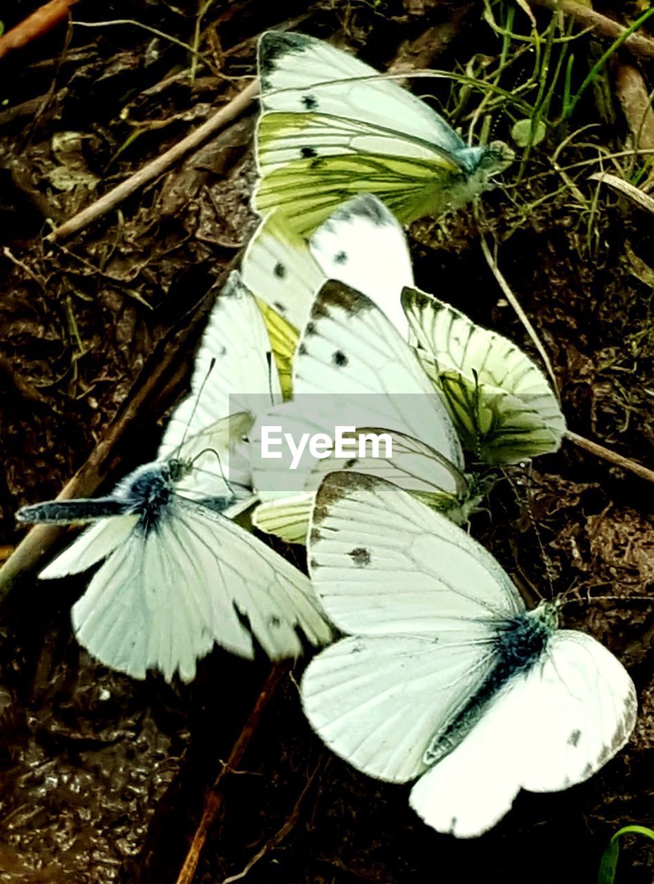 HIGH ANGLE VIEW OF WHITE BUTTERFLY ON FLOWER