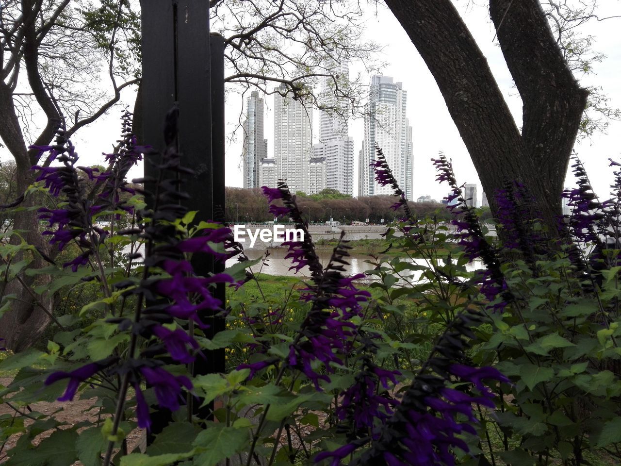 PURPLE FLOWERING PLANTS BY BUILDING