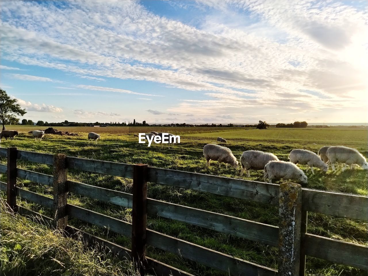 SCENIC VIEW OF SHEEP ON FIELD