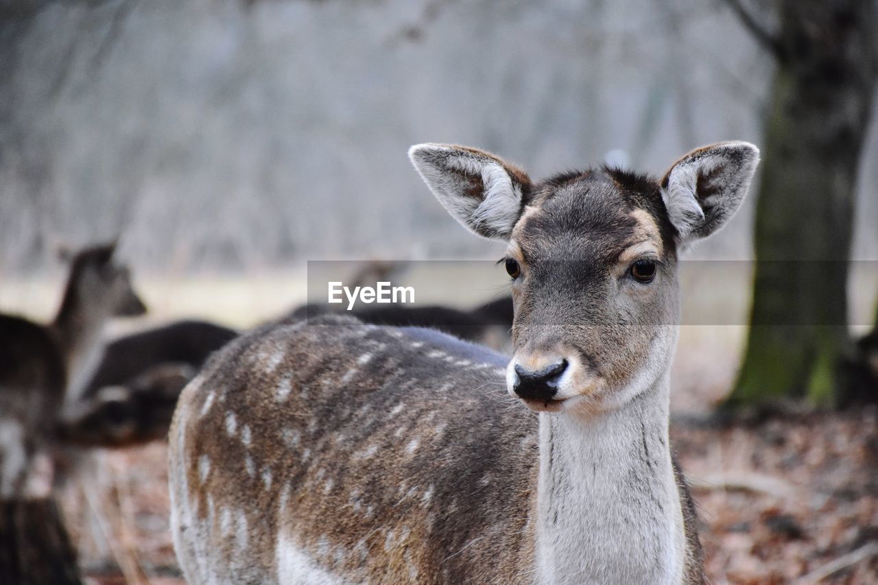 CLOSE-UP OF DEER