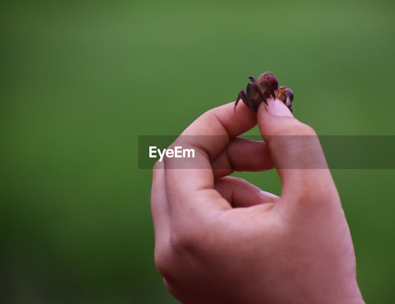 Close-up of person hand holding small tiny crab