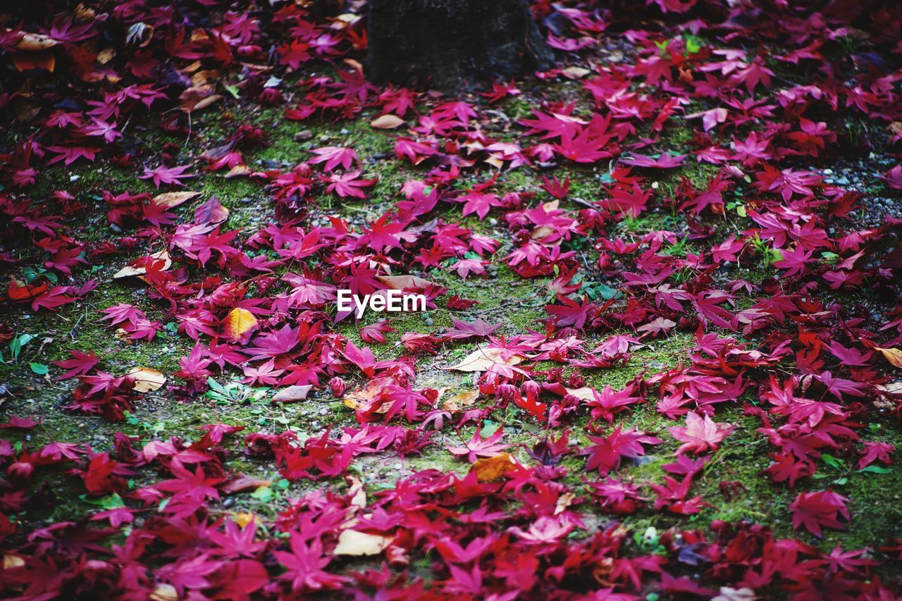 HIGH ANGLE VIEW OF PINK FLOWER