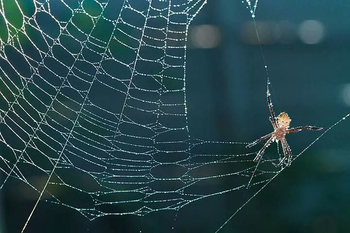 SPIDER WEB ON WEB