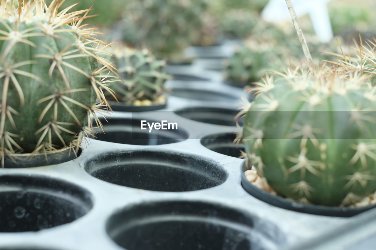 Close-up of succulent plant