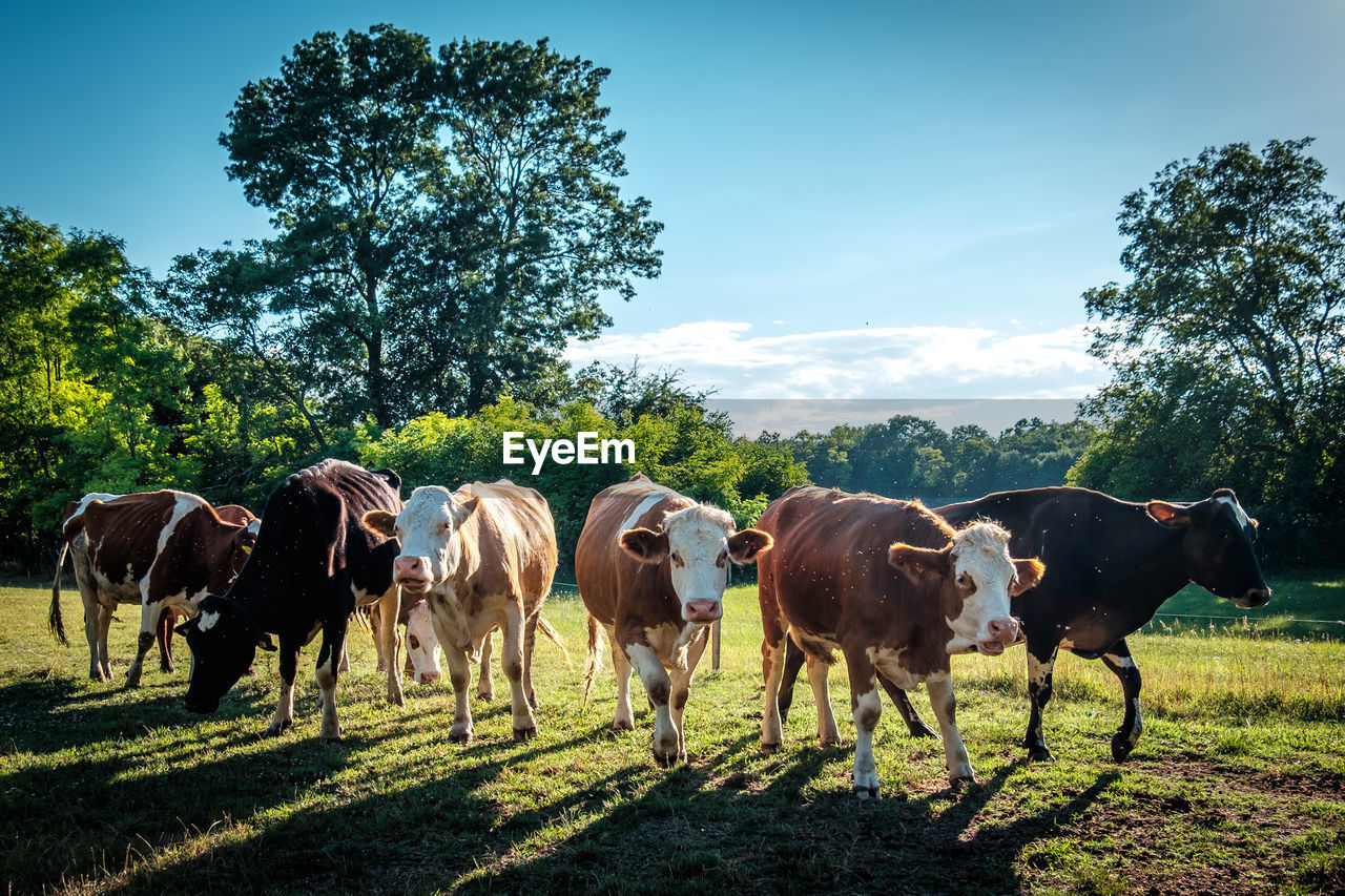 Cows standing on field against blue sky