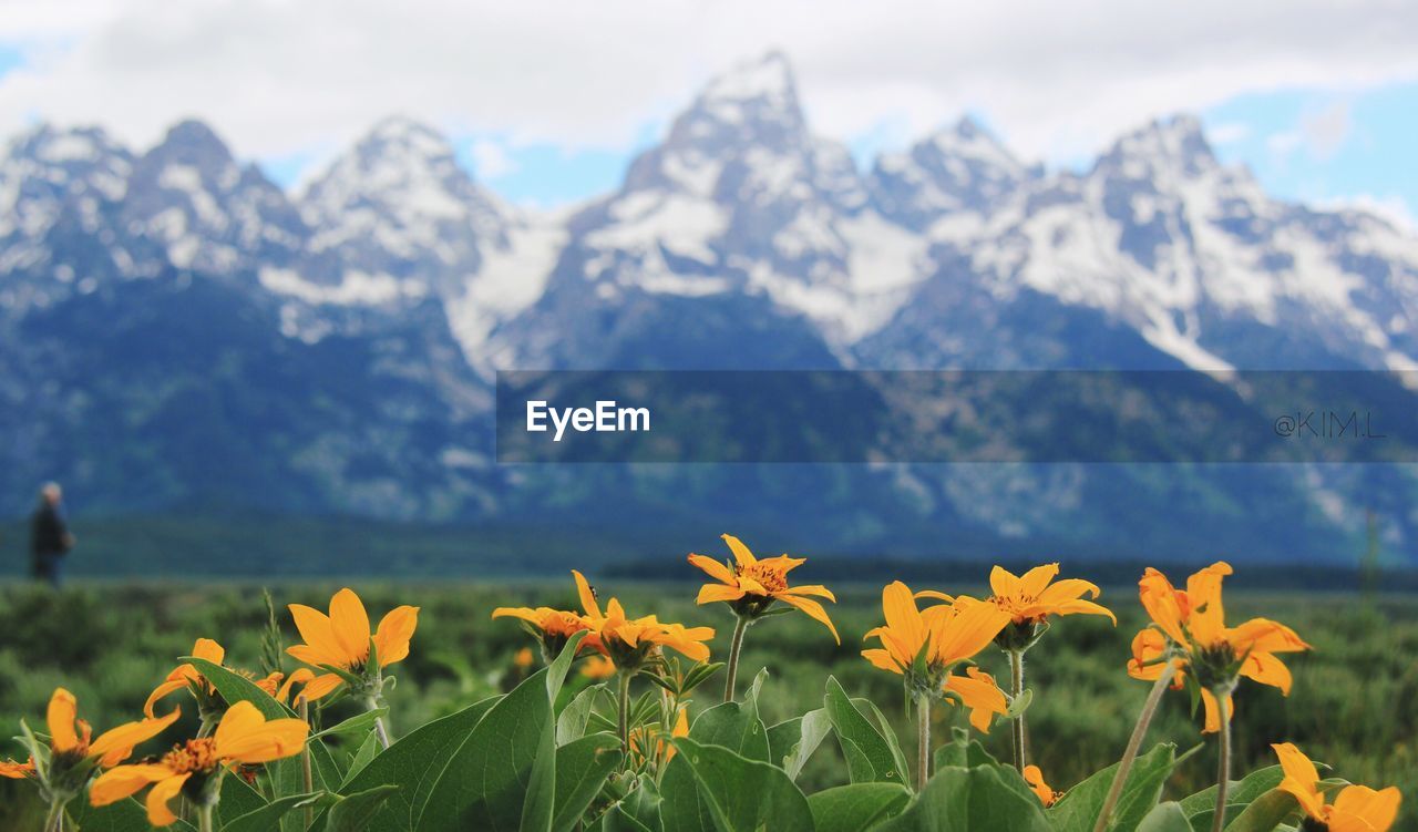 Close-up of yellow flowers against mountain range