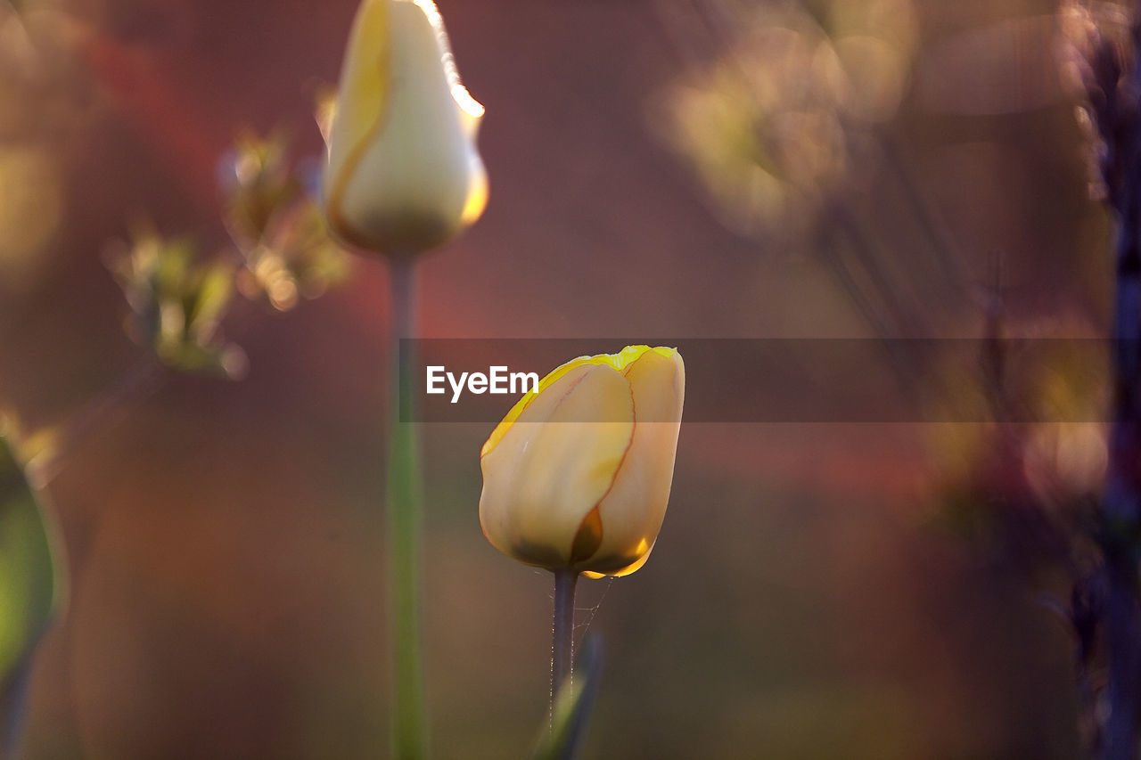 CLOSE-UP OF YELLOW CROCUS