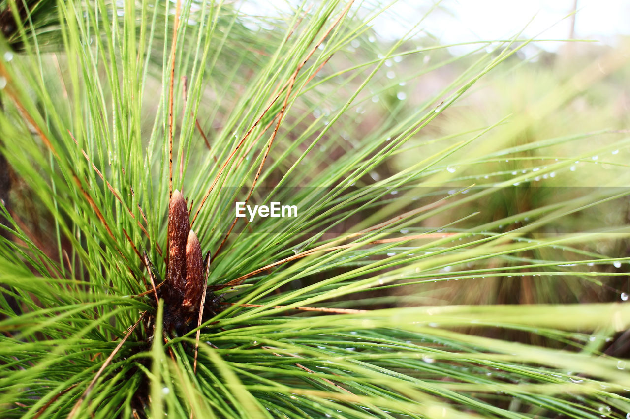 CLOSE-UP OF PALM TREE