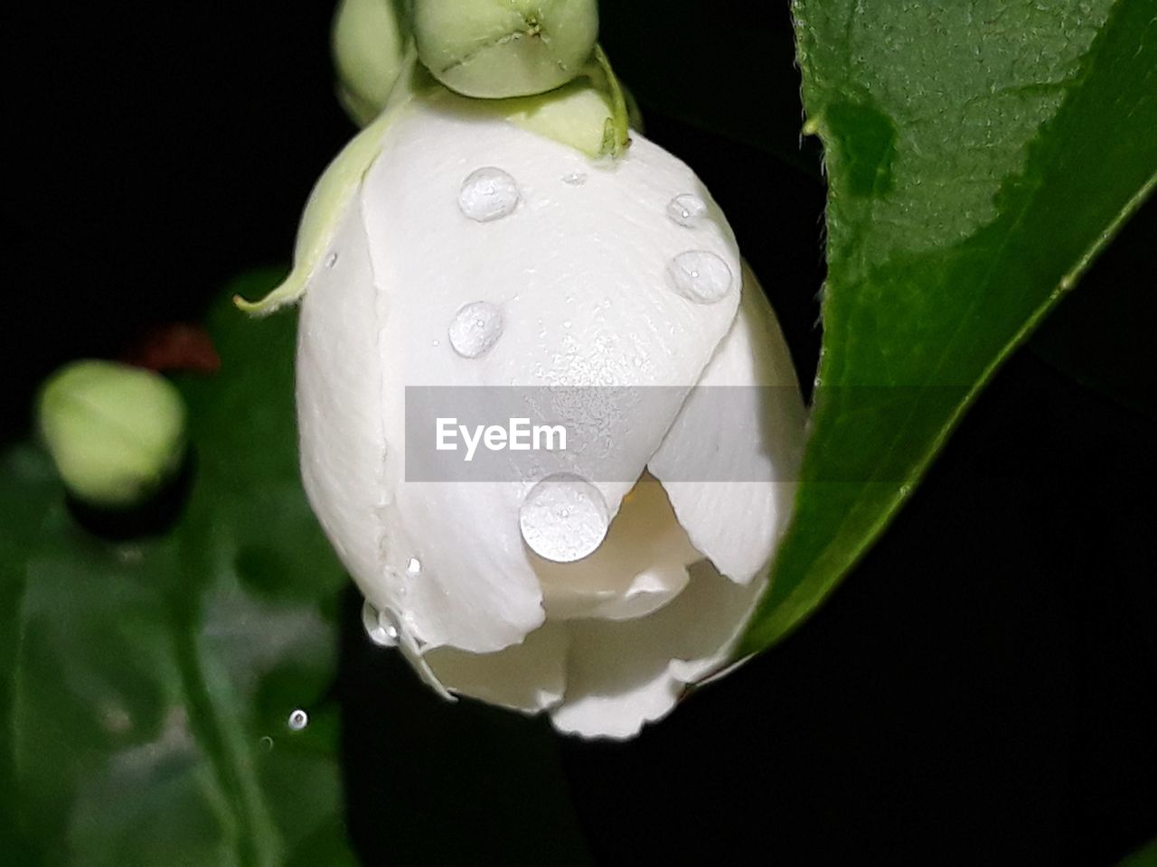 CLOSE-UP OF WATER DROPS ON WHITE FLOWER