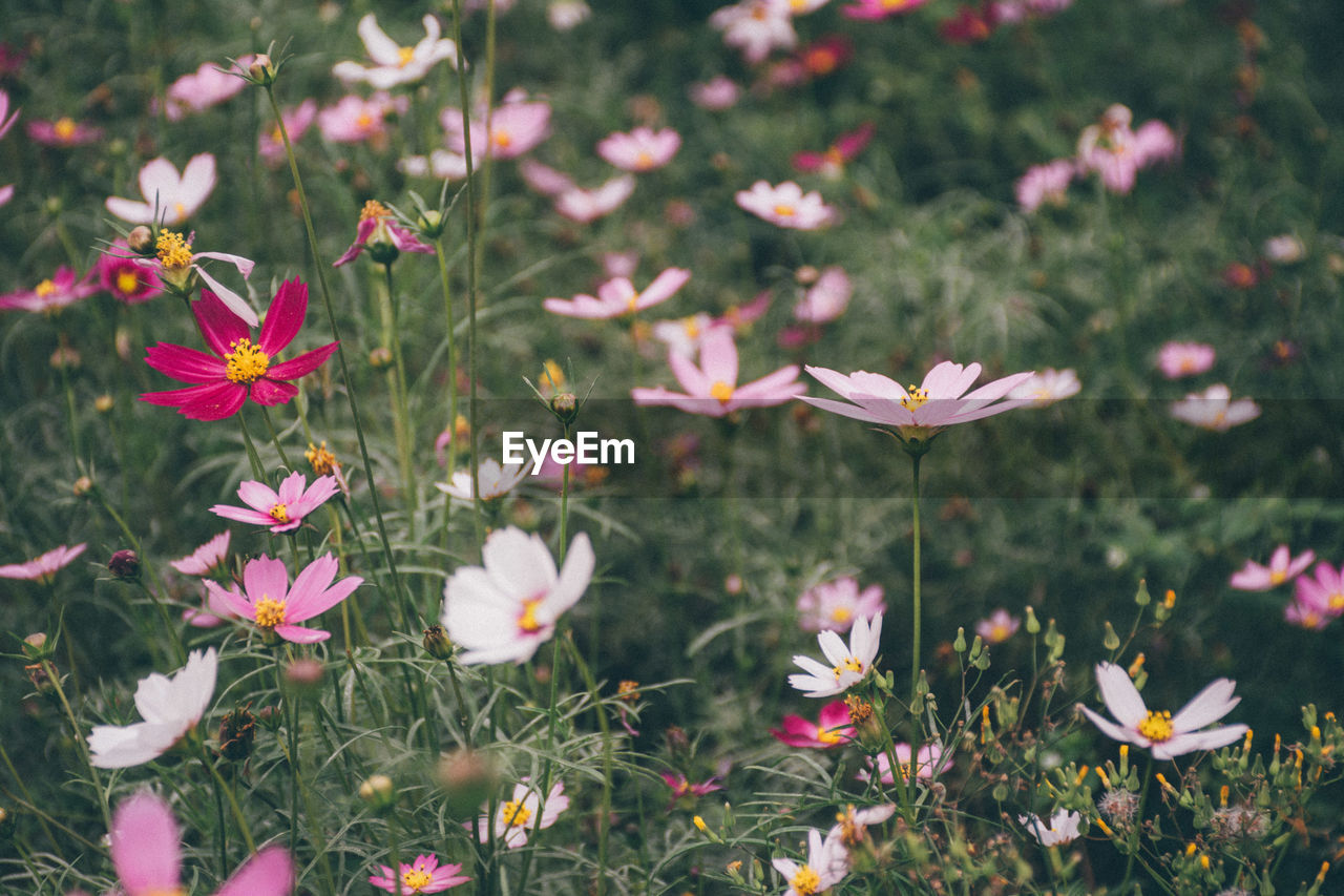 Close-up of flowering plants on field