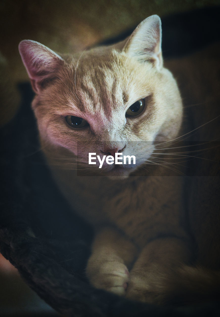 Close-up portrait of cat at home