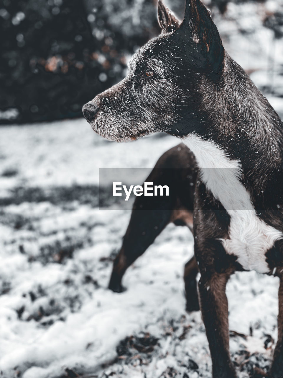 Dog standing in snow and looking to the side 