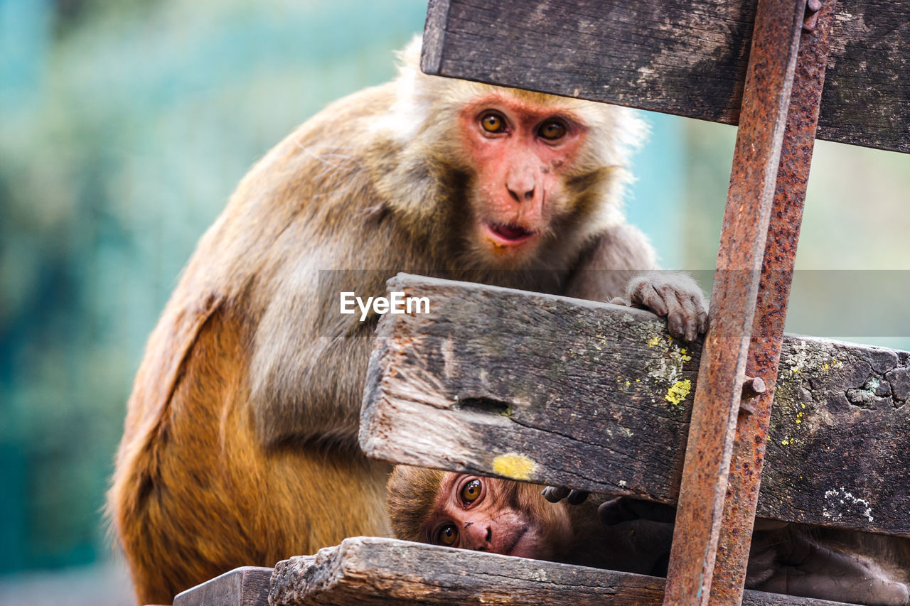 Close-up of monkeys sitting on bench