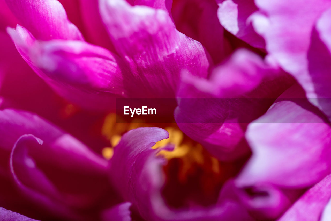 CLOSE-UP OF PURPLE FLOWER