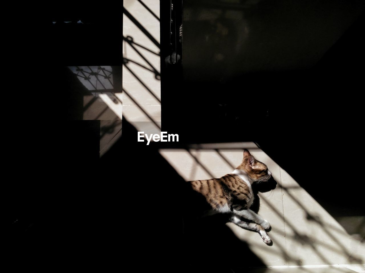 CLOSE-UP OF CAT ON SHADOW