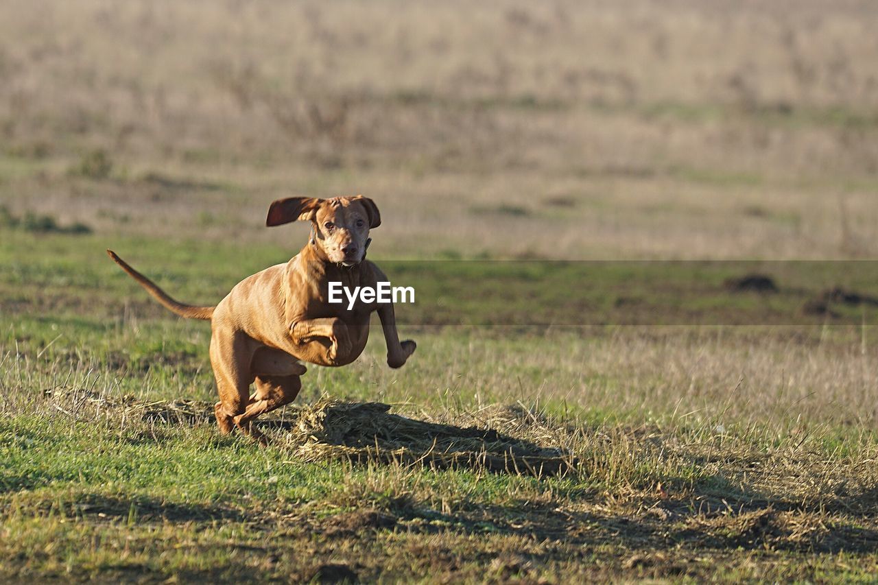 Vizsla running on grassy field