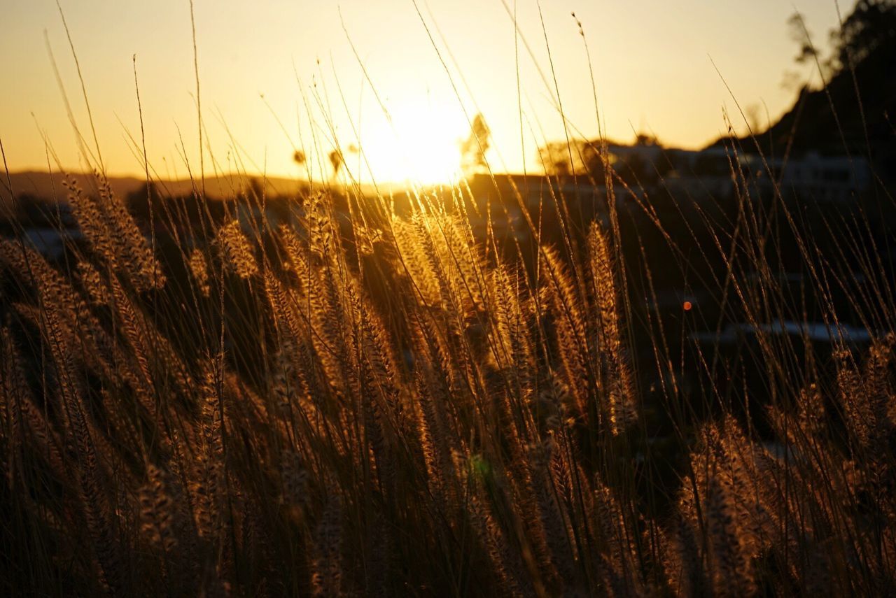 Crops growing on field against clear sky during sunset