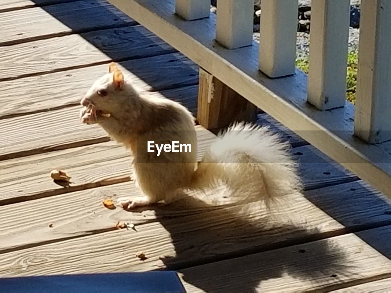 HIGH ANGLE VIEW OF CAT WALKING ON BOARDWALK