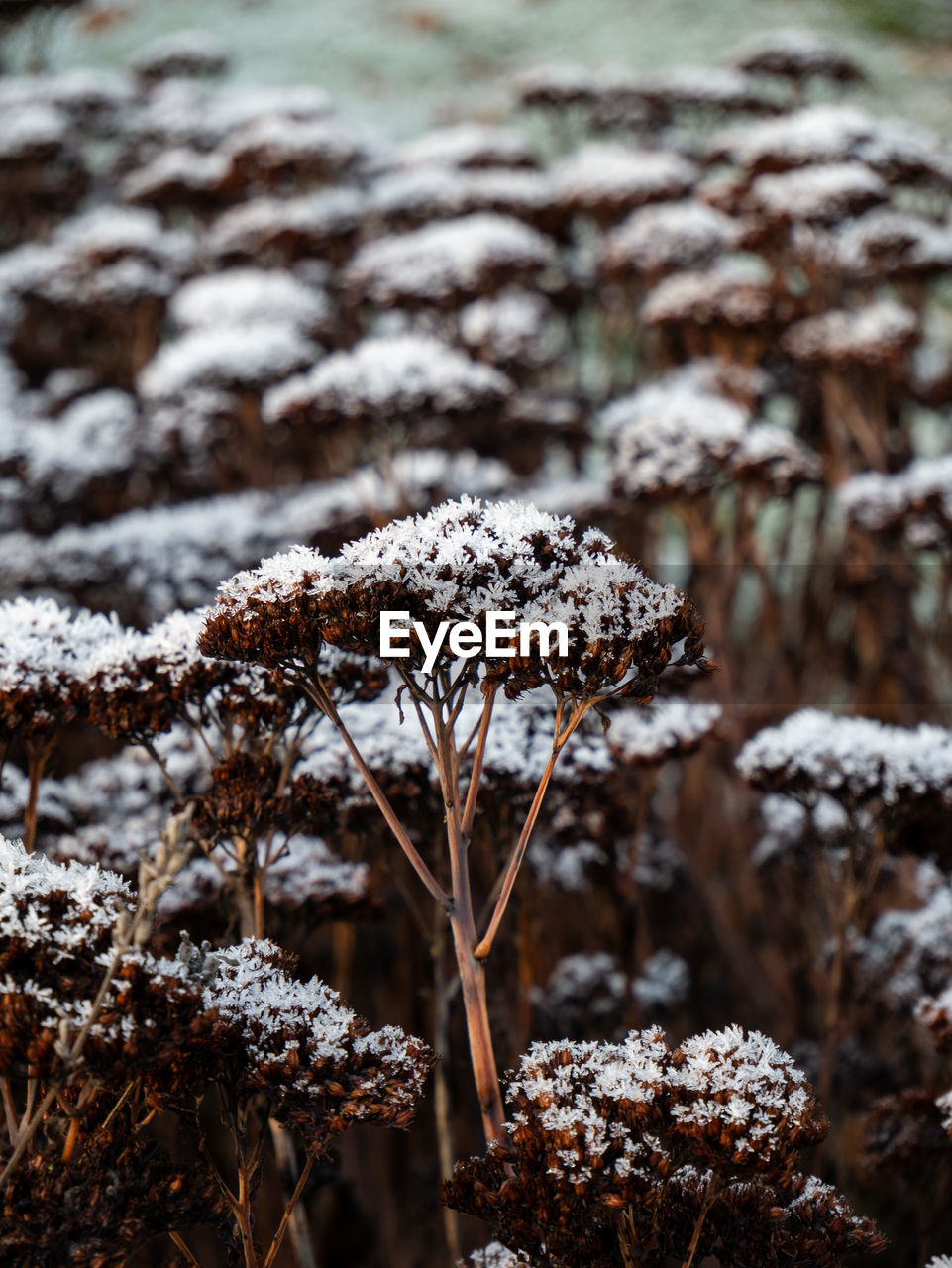 CLOSE-UP OF FROZEN PLANT ON FIELD