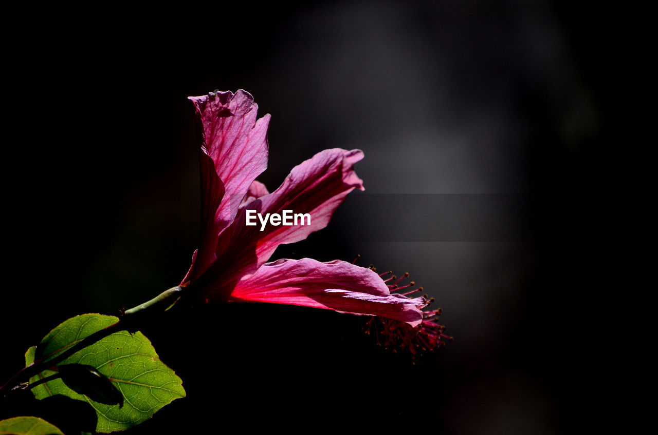 CLOSE-UP OF RED HIBISCUS PLANT