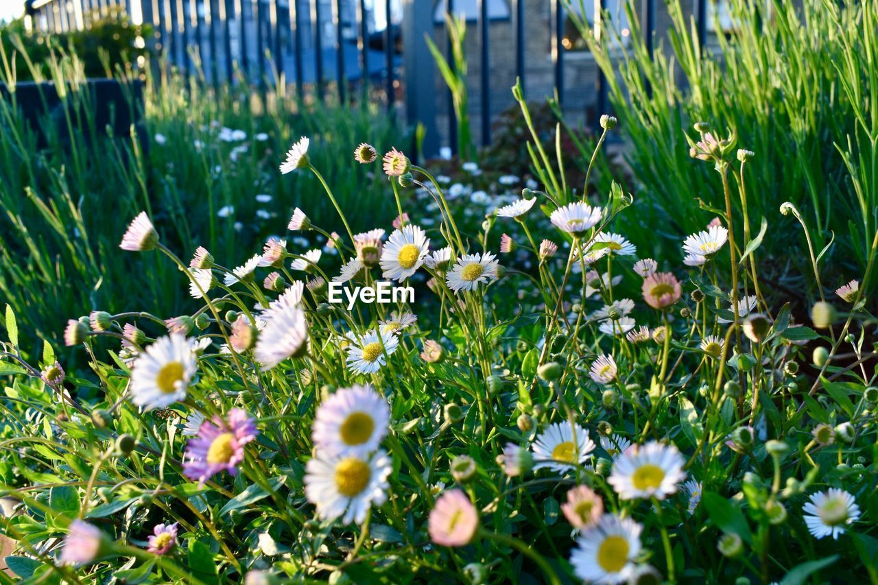 Close-up of white flowering plants on field