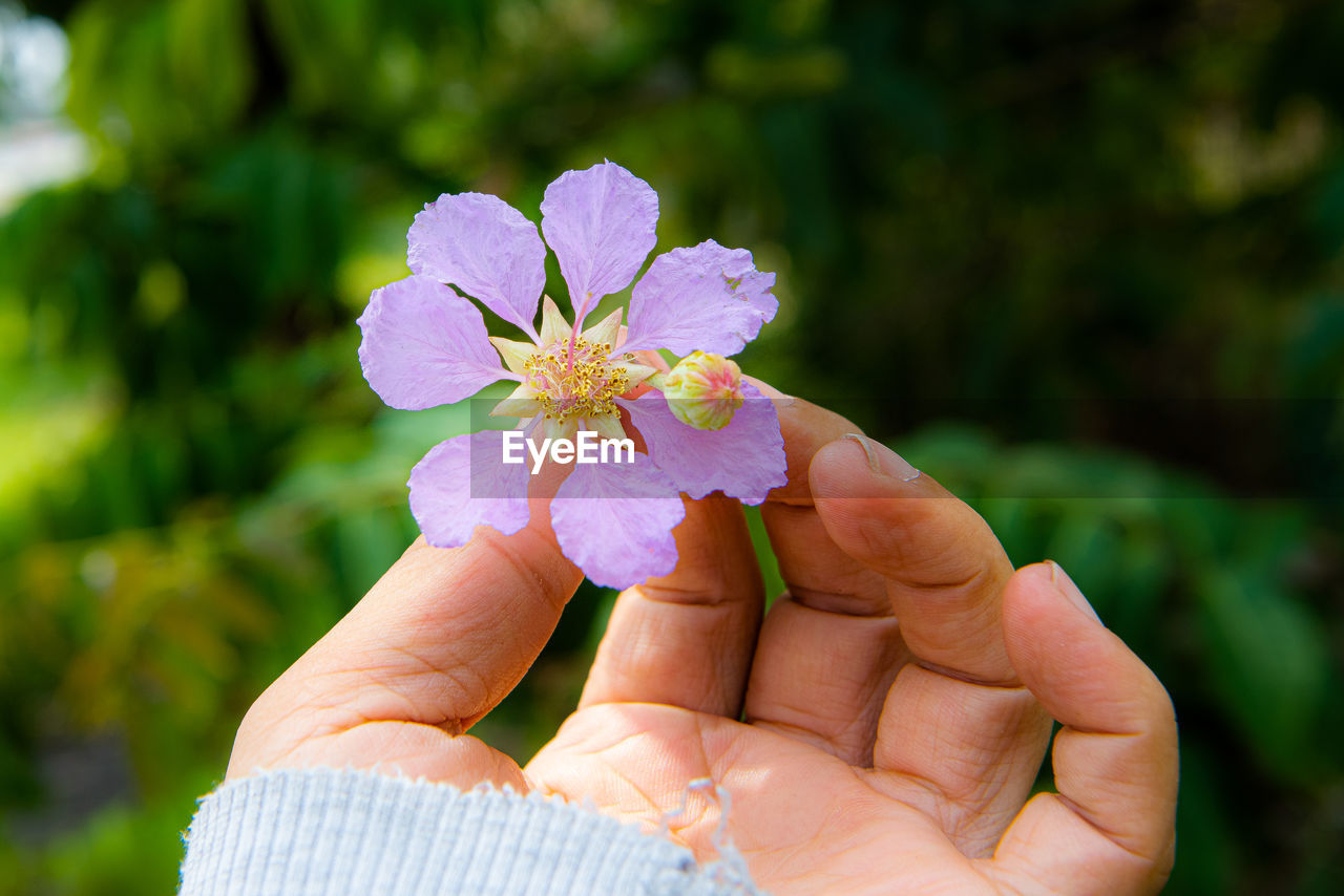 CLOSE-UP OF HAND HOLDING PURPLE FLOWERS