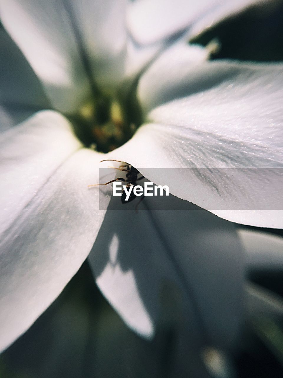 Cropped image of ant crawling on white flower petal