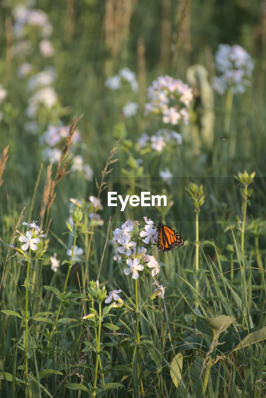 Monarch butterfly feeding in the prairie flowers