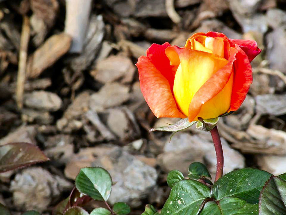 CLOSE-UP OF RED ROSE BLOOMING OUTDOORS