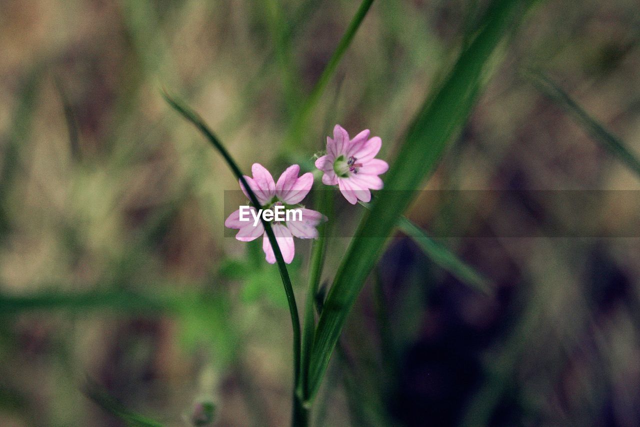 CLOSE-UP OF FLOWERS