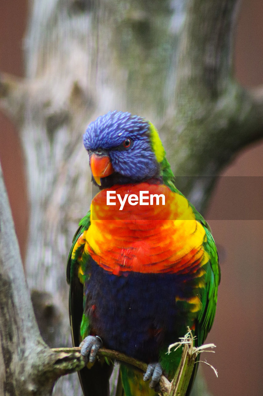 animal themes, bird, animal, animal wildlife, parrot, pet, rainbow lorikeet, multi colored, beak, wildlife, perching, branch, one animal, tree, yellow, nature, no people, parakeet, plant, outdoors, beauty in nature, green, close-up, tropical bird, vibrant color, day, focus on foreground