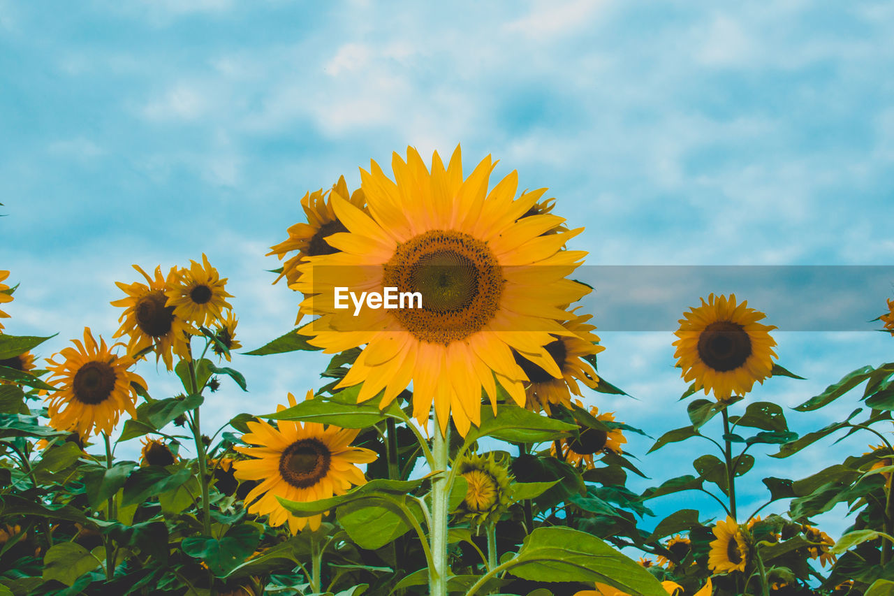 Close-up of yellow sunflower against sky